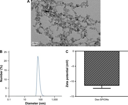 Figure 1 Physicochemical characterization of synthesized Dex-SPIONs.Notes: (A) TEM images of Dex-SPIONs. Magnification ×800,000; (B) hydrodynamic size of Dex-SPIONs; (C) ζ-potential of Dex-SPIONs in 1 mM KCl solution.Abbreviations: Dex-SPIONs, dextran-coated superparamagnetic iron oxide nanoparticles; TEM, transmission electron microscopy.