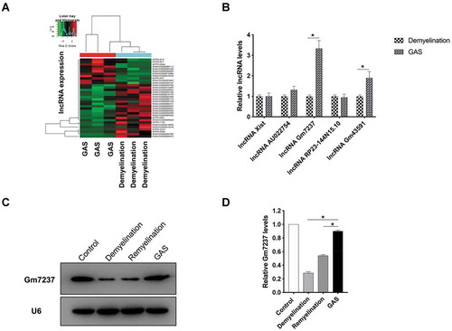 Figure 3. LncRNA Gm7237 is up-regulated by GAS. (A) Hierarchical clustering analysis of lncRNAs that were differentially expressed in hippocampus of brain tissues isolated from demyelination and GAS-treatment model mice. (B) RT-qPCR analysis of up-regulated lncRNAs. (C, D) (C) Northern blotting analysis of Gm7237 in hippocampus of brain tissues isolated from control, demyelination, remyelination and GAS-treatment model mice. U6 served as internal control. (D) Quantification. Data are shown as mean ± SEM (n = 3). *P< 0.05