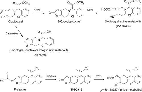 Figure 1 Chemical structure, and pathways leading to conversion to the active metabolites of clopidogrel and prasugrel.