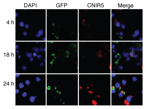 Figure 2 Observed fluorescent product from REF accumulating in host macrophages over time post-infection with mycobacteria. Host cell (J774A.1 murine macrophages) nuclei were stained with DAPI (blue), mycobacteria were expressing GFP (green) and the CNIR5 fluorescent dye is Cy5.5 (red). Note the increase in product (red) fluorescence between four and 24 h post-infection with mycobacteria. This confocal microscopy supports the model in Figure 1. A pool of fluorescent product is visible within infected cells that is sufficient for fluorescence-activated cell sorting (FACS) and confocal microscopy, explaining the high levels of signal observed over time, even when animals are infected with low bacterial numbers.