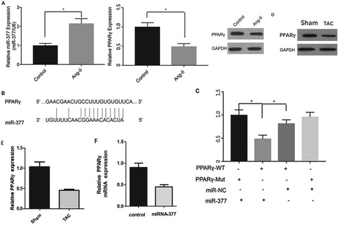 Figure 4. miR-377 directly targets PPARγ. (A) Levels of miR-377 and PPARγ in control and cardiomyocytes treated with Ang-II were detected. (B) The graphic demonstrates how the luciferase reporter plasmids were constructed. (C) Luciferase activity of a reporter clone containing the 3′-UTR of PPARγ transfected into cardiomyocytes together with the miR-377 and miR-NC plasmid vectors; *P < 0.05.