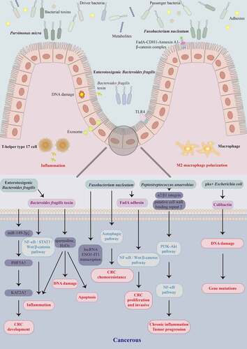 Figure 1. Schematic representation of gut microbiota and their metabolites involved in colorectal carcinogenesis at the cellular and molecular levels. Gut bacteria such as Fusobacterium nucleatum, enterotoxigenic Bacteroides fragilis, Peptostreptococcus anaerobius, pks+ Escherichia coli, and Parvimonas micra, and their virulence factors FadA, B. fragilis toxin, and colibactin contribute to the colorectal cancer (CRC) development by activating different pathways that trigger DNA damage, intestinal inflammation, macrophage polarization, and apoptosis.