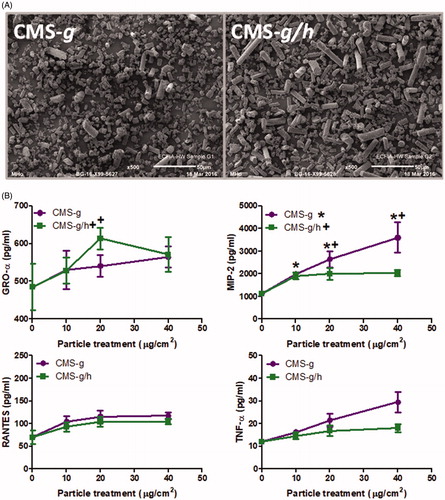 Figure 9. (A) Scanning electron microscopy images of calcium magnesium silicate wools investigated after the fibers had been ground to create a less fibrous morphology, including CMS-g (unheated) and CMS-g/h (heated). The scale of each image is included at the bottom right of each image, and represents 50 μm. B) GRO-α release from A549 cells and MIP-2, RANTES and TNF-α release from J774A.1 cells, all treatments were for 24 h with 0-40 μg/cm2 heated and unheated CMS-g. Each data point represents the mean ± SD of at least three independent biological replicates. Statistical significance of particle exposures in comparison to medium only is indicated when p < 0.05, with * for CMS-g and + for CMS-g/h.