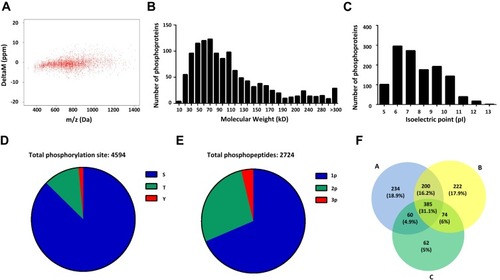 Figure 2 Quantitative phosphoproteome profiling of HCC with PVTT. (A) The precursor mass window of the identified phosphopeptides. (B) The distribution of molecular weight of the identified phosphoproteins. (C) The distribution of isoelectric point of the identified phosphoproteins. (D) Distribution of phosphorylation serine (S), phosphorylation threonine (T) and phosphorylation tyrosine (Y) sites. (E) Distribution of phosphopeptides depending on their number of p-sites. (F) Venn diagrams showed the overlaps of phosphoproteins identification in 3 repeated experiments.