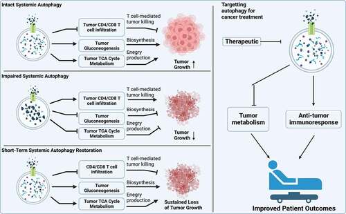 Figure 1. Systemic autophagy supports established KP lung tumor growth by maintaining tumor gluconeogenesis and TCA cycle metabolism for energy production and biosynthesis and promoting immune evasion. Targeting autophagy is a valid approach to cancer therapy.