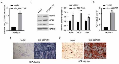 Figure 2. Overexpression of circ_0001795 promotes osteogenic differentiation of hBMSCs. (a) Overexpression efficacy of circ_0001795 expression vector was examined in hBMSCs by qRT‐PCR. (b) The protein levels of Runx2, OCN and OPN were analyzed by Western blot upon the overexpression of circ_0001795. (c-e) Osteogenic differentiation of hBMSCs was evaluated by ALP activity, ALP staining and ARS staining upon the overexpression of circ_0001795.