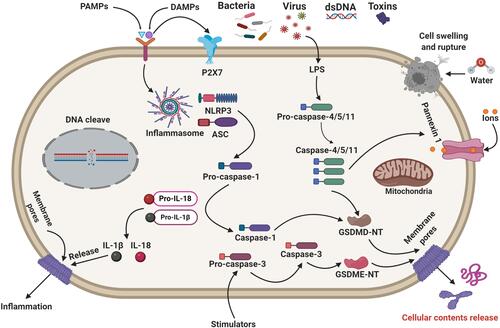 Figure 1 Molecular mechanisms of pyroptosis-regulated cell death. Pyroptosis-signaling pathways are generally activated by the stimulation of DAMPs or PAMPs triggering several inflammasomes. The stimulated inflammasome components trigger the cleavage of caspase-1. Caspase-1 can significantly cleave GSDMD to form GSDMD N-fragment and plasma membrane pores formation, leading to pyroptosis-regulated cell death. Stimulated caspase-1 leads to the maturation and secretion of IL-1β and IL-18 inflammatory factors. Besides, LPS binds to the caspase-4/5/11 precursor, leading to the activation of pyroptosis-regulated cell death. Caspase-3/GSDME can also lead to pyroptosis-regulated cell death. Notably, mitochondrial and death receptor pathways can trigger caspase-3. Then, the activated caspase-3 cleaves GSDME to form GSDME N-fragments, leading to plasma membrane pores formation, cell swelling, and pyroptosis.