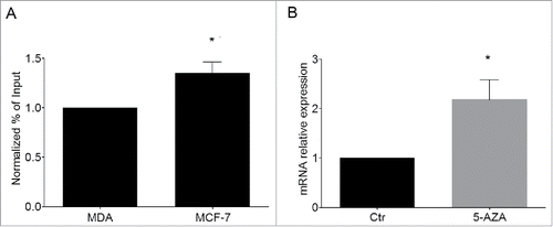 Figure 6. Cdkn1c silencing in human cancer cells correlates with H3K9me2 enrichment at KvDMR1. (A) ChIP-qPCR analysis of H3K9me2 enrichment at KvDMR1 in MCF-7 and MDA-MB-231 (MDA). Values obtained for the enrichment were normalized to those of APOC-III promoter, used as a positive control, and expressed as percentages of Input chromatin. The results, derived from 2 independent experiments, are reported as mean ± SEM. Statistical significance: P < 0.05 (*). (B) RT-qPCR analysis of Cdkn1c expression in MCF-7 cells untreated (Ctr) or 5-AZA treated samples. Values, relative to those of GAPDH RNA, are the mean of 3 independent experiments ± SEM. Statistical significance: P < 0.05 (*).
