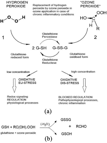 Figure 2. Hydrogen peroxide as a key regulator in the biological system (1) low, biological H2O2 concentrations produce positive oxidative stress; reduced by the glutathione system it starts the regulation of physiological processes via redox signaling. H2O2 concentrations in excess, oxidative dis-stress, overstrain the glutathione balance, block the regulation and induce pathological, inflammatory processes leading to chronic inflammation (Sies and Jones Citation2020). low-dose ozone as a bioregulator (2) in chronic inflammatory diseases, one of the main indications of medical ozone, where the H2O2 concentration is of a pathological level, the glutathione balance is disturbed and the regulation is blocked. Here the “ozone-peroxide” at low concentrations can replace H2O2 and reorganize the GSH/GSSG balance by redox signaling and regulation of the enzymatic antioxidants, thus downregulating oxidative dis-stress (Viebahn-Haensler and León Fernández Citation2021). Reaction of glutathione with ozone peroxide.