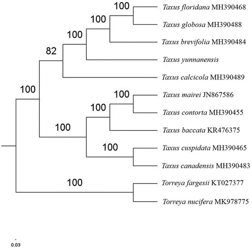 Figure 1. The maximum-likelihood tree based on the ten chloroplast genomes of Taxus genus. The bootstrap value based on 1000 replicates is shown on each node.