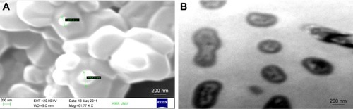 Figure 3 (A) Scanning electron microscopy and (B) transmission electron microscopy of elastic liposomes.