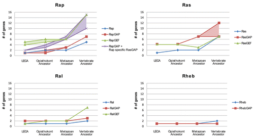 Figure 6 Expansion of Ras-like GTPase subtypes and their respective GEFs and GAPs (Ras-like regulatory system) in time leading up to mammalian organisms. We incorporated upper and lower estimates for GEFs and GAPs based on how the phylogenetic trees can be interpreted. The difference between higher and lower estimates for RapGAPs and RasGAPs is mainly caused by the RASA1 RasGAP protein family as GTPase specificity shifts within this family (see main text). The Rap GTPase regulatory system display a many to one GEF regulation network. This schema is maintained throughout eukaryotic evolution leading up to vertebrates. However with the inclusion of the C2-RasGAPs, the GAP regulation of Rap shows a similar trend. In contrast, the Ras regulatory system displays a many to one GAP regulation, while maintaining a relatively equal amount of Ras GTPase specific GEFs. The difference in the rate of expansion of the regulatory proteins for the Ras and Rap GTPase subtype indicates that there is a fundamental difference between the regulatory networks of Ras and Rap. Where Rap relies on multiple GEF and GAP proteins for its signaling diversification, Ras seems to rely mostly on its GAPs. The Ral and Rheb GTPases display a relatively compact regulatory system although in the vertebrates the number of RalGEFs expands significantly.
