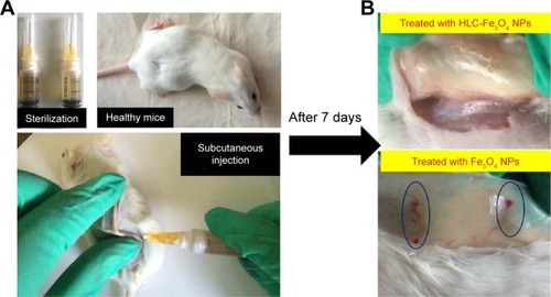 Figure 8 Evaluation of animal histocompatibility in vivo experiments.Notes: (A) Schematic diagram illustrating the in vivo animal histocompatibility evaluation experiments. (B) The histomorphometry and inflammatory responses of Fe3O4 NPs and HLC-coated Fe3O4 NPs.Abbreviations: HLC, human-like collagen; NPs, nanoparticles.