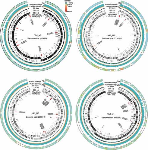 Figure 2. Genomic maps of four assembled complete (circularized, no gaps) MAGs (CMAGs). The CMAGs were YA1_M7, YA2_M2, YA2_M3, and YA2_M4, respectively. The CMAGs were assembled from sufficient PacBio and Illumina reads to ensure a high level of base consensus. The average level of long read (by PacBio sequencing) coverage was 757 ± 792 (range = 123–2106), and the average short read (by Illumina sequencing) coverage was 3064 ± 2960 (range = 615–8098). The outer rings represent scaffolds from the corresponding species in UHGG database that was mapped to the CMAG. The Illumina coverage, PacBio coverage, GC skew, coding sequences (CDS) of the positive (+) and negative (-) strands, and distribution of tRNA and rRNA are shown in the genomic maps.