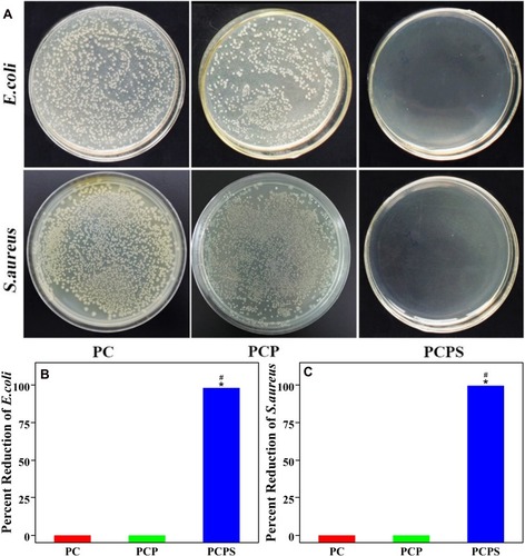 Figure 6 Antibacterial properties of PC, PCP and PCPS: (A) E. coli and S. aureus cultured on the samples (the dilution factor of bacterial suspension seeded on the agar plates for each sample was 100). Percentage reduction: (B) E. coli and (C) S. aureus (*represents p<0.05, PCPS vs PC; #represents p<0.05, PCPS vs PCP).Abbreviations: PC, polyetheretherketone/nano magnesium silicate composite; PCP, PC treated by particle impact; PCPS, PCP treated by concentrated sulfuric acid; E. coli, Escherichia coli; S. aureus, Staphyloccocus aureus.