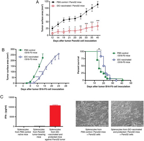 Figure 2. Prophylactic iDC-vaccination in Panc02 pancreatic adenocarcinoma and B16-F0 melanoma models. (A) Prophylactic vaccination against pancreatic tumor cells. C57BL/6Jrj mice were either vaccinated sc with iDCs, three times at weekly intervals or received PBS (control mice) (n = 10 mice/group). Four days after the third iDC-injection, mice were challenged sc with Panc02 in the contralateral flank. Experiments were performed four times with groups of 6–9 mice, with similar results. Data are expressed as mean tumor surface area ± SEM. Six mice vaccinated with iDCs remained free of Panc02-induced tumors. Comparisons between groups were made by two-way ANOVA followed by a Bonferroni test (*P < 0.05, **P < 0.01, ***P < 0.001). (B) Prophylactic vaccination against melanoma cells. The graph (left panel) shows the mean tumor surface area ± SEM of pooled data from two experiments, with the PBS-control group (n = 17) and the iDC-vaccinated group (n = 18), both challenged with B16-F0. The graph (right panel) shows a Kaplan-Meier survival curve from mice that received PBS (controls) or iDCs followed by B16-F0 inoculation (*P = 0.04; log-rank Mantel-Cox test). (C, left panel) IFN-γ secretion. Culture supernatants of splenocytes were collected after 4 days for IFN-γ detection (mean ± SEM of four experiments). (C, right panel) Images of cells after 4 days of co-culture. Co-cultures of splenocytes with tumor cells were examined using a phase-contrast microscope (x200). Panc02 cultured with splenocytes from PBS-treated mice bearing tumors exhibit their usual spindled shape; Panc02 cultured with splenocytes from iDC-vaccinated and protected mice show dramatic changes in cell morphology and density.