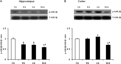 Figure 6. Changes in GSK-3β protein expression in the hippocampus and cortex after low-intensity treadmill exercise and bright light exposure. Western blots of p (phospho)-GSK-3β and T (total)-GSK-3β proteins from lysates of rat hippocampus (A) and cortex (B) and their quantification. a, p < 0.05, b, p < 0.01, c, p < 0.001 vs. control group and #p < 0.001 vs. exercise group and light group. CG, control group; EG, exercise group; LG, light group; ELG, exercise plus light group.
