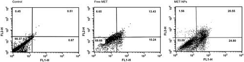 Figure 8. Apoptosis induction in SKOV3 cells were treated with IC50 concentrations of free MET and MET-loaded PLGA/PEG NPs for 48 h and analyzed using flow cytometry after staining with Annexin V and PI. The amount of apoptosis was assessed as the percentage of Annexin V+/PI- and Annexin V+/PI + cells.