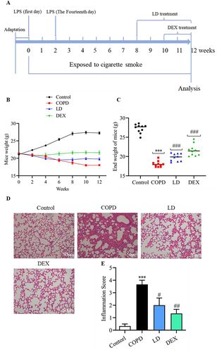 Figure 1 LD improved the structural damage of lung tissue in COPD mice. (A) The establishment of a mouse model for COPD and the schematic diagram illustrating drug administration. (B) Changes in body weight of mice in each group from 0 to 12 weeks; (C) Body weight of mice in each group at the end of the experiment (n = 10). (D) Using H&E staining to observe lung pathology (n = 3), bar = 50 μm. ((E) The lung injury in mice was quantified. According to the scope and severity of the lung, it was graded on a scale of 0.5–4: 0.5 = minor, 1 = mild, 2 = moderate, 3 = severe, 4 = very severe. Data are presented as mean ± SEM. ***P <0.001 vs Control group; ###P < 0.001 vs COPD group.