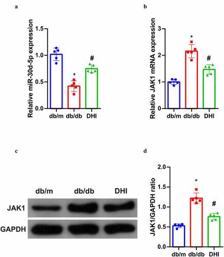 Figure 3. DHI regulates the miR-30d-5p-JAK1 axis in vivo.