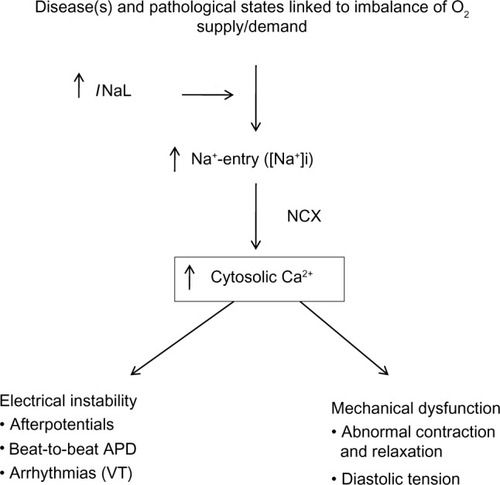 Figure 1 Increase in intracellular sodium concentration ([Na+]i) in pathological conditions linked to imbalances between oxygen supply and demand causes calcium entry through the Na+/Ca2+ exchanger (NCX).