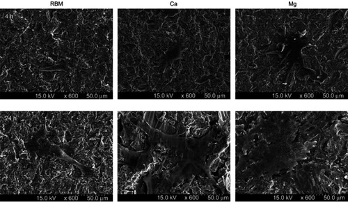 Figure 7 Field emission-scanning electron microscopy (FE-SEM) images showing the morphology of spread mesenchymal stem cells (MSCs) on the investigated surfaces at 4 and 24 hrs of incubation.