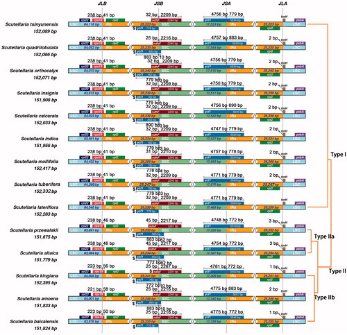 Figure 2. Comparison of the borders among LSC, SSC, and IR regions of 14 analyzed species. The genes around the borders are shown above or below the main line. The JLB, JSB, JSA, and JLA represent junction sites of LSC/IRb, IRb/SSC, SSC/IRa, and IRa/LSC, respectively.