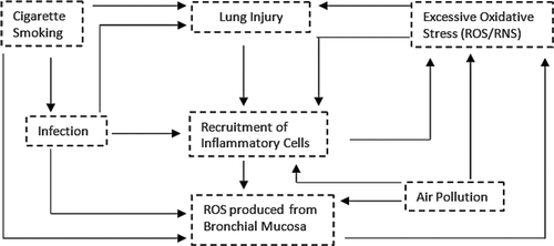 Figure 3.  Vicious cycle of oxidative stress and inflammation (adapted from Lee 2009) (154). Oxidative stress generated by cigarette smoking increases ROS production in the bronchial mucosa, leading to the recruitment of inflammatory cells, which further increases oxidative stress. These phenomena cause lung injuries, which further enhances lung tissue inflammation and the generation of more ROS.