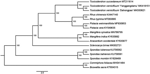 Figure 1. The maximum-likelihood (ML) phylogenetic tree reconstructed based on cp genome sequences of 14 Anacardiaceae species and two outgroups from Burseraceae. The bootstrap support value is labeled for each node.