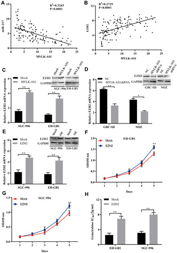 Figure 6 The relationship of MYLK-AS1, miR-217, and EZH2 mRNA in GBC tissues. (A) A negative correlation between MYLK-AS1 and miR-217 was observed in GBC tissues. (B) A positive correlation between MYLK-AS1 and EZH2 was observed in GBC tissues. (C) The levels of EZH2 were measured by Western blotting and RT-qPCR in GBC cells transfected with MYLK-AS1 and the MOCK control. (D) The levels of EZH2 were measured by Western blotting and RT-qPCR in GBC cells transfected with MYLK-AS1 shRNA or the negative control. (E) EZH2 expression in GBC cells was modified by plasmid transfection and detected by Western blotting and RT-qPCR. OE: overexpression of EZH2. (F–H) Cell proliferation and drug sensitivity were measured using CCK-8 assays. The data are represented as the mean ± SD, n = 3. *P < 0.05; **P < 0.01.