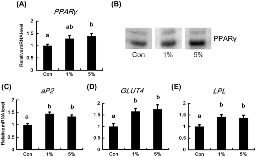 Fig. 3. Effects of HW-ECM on the mRNA and protein expressions of PPARγ and mRNA expression of its downstream target genes in epididymal white adipose tissues.Notes: The mRNA levels (A) PPARγ; (C) aP2; (D) GLUT4; and (E) LPL in epididymal white adipose tissues were determined using real-time PCR and are expressed relative to those of β-actin. The protein levels of PPARγ (B) in epididymal white adipose tissues were evaluated using an immunoblot analysis. The representative data from each group are shown. Bars indicate the mean ± SE (n = 10). Bars without common letters represent significant differences (p < 0.05).