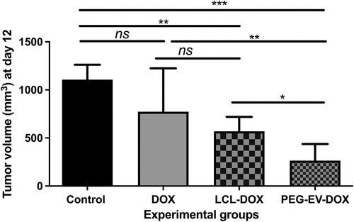 Figure 6. Antitumor effects of PEG-EV-DOX therapy on B16.F10 melanoma in vivo. For each experimental group, a dose of 2 mg/kg DOX was administered at days 8 and 11 after s.c. tumor cell inoculation, either as free drug (DOX), via artificial drug delivery vehicles (LCL-DOX) or via stabilized natural drug delivery particles (PEG-EV-DOX). Tumor volumes at sacrification day (12) were represented as mean ± SD of tumor volumes of five mice and were compared with control group (untreated tumors) or with the other experimental groups. ns – not significant; P > .05; *, P < .05; **, P < .01; ***, P < .001.