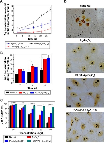 Figure 3 (A) Storage stability test result of PLGA(Ag-Fe3O4) nanoparticles. (B) ALP activity of osteoblasts in PBS, Fe3O4, or PLGA(Ag-Fe3O4) nanoparticles after 2, 4, and 6 days of differentiation culture; *P<0.05. **P<0.01. (C) Viability of osteoblasts incubated with different concentrations of samples for 24 hours. n=6; **P<0.01. (D) AgNOR staining in nucleoli of osteoblasts cultured with different nanoparticles. Original magnification 1,000×.Abbreviations: M, static magnetic field; PLGA, poly (D, L-lactic-co-glycolic acid); ALP, alkaline phosphatase; AgNOR, silver staining for nucleolar organizer region.