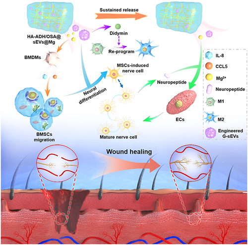 Figure 3 Schematic illustration of the beneficial role of Plant ELNs-based hydrogel in promotion of wound repair. Reproduced with permission from Xiong Y, Lin Z, Bu P, et al. A whole-course-repair system based on neurogenesis-angiogenesis crosstalk and macrophage reprogramming promotes diabetic wound healing. Adv Mater. 2023;35(19):e2212300.Citation37 © 2023 The Authors. Advanced Materials published by Wiley-VCH GmbH. Creative Commons.