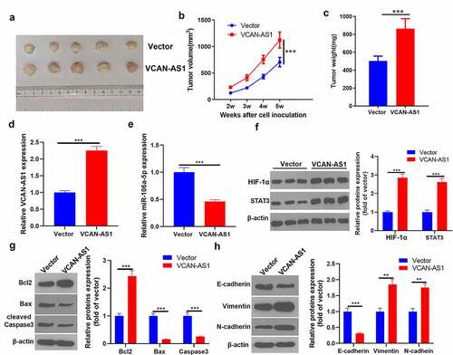 Figure 7. Overexpression of VCAN-AS1 promotes tumor growth and EMT by regulating the miR-106a-5p/STAT3/HIF-1α pathway