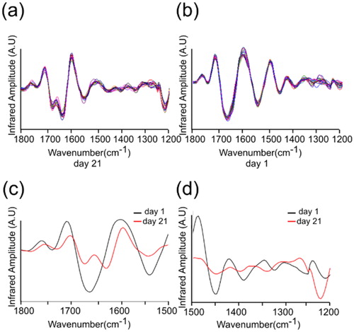 Figure 4. The second derivative absorption spectra acquired at two different days, day 21 and day 1. (a) The day 21 spectra taken from wavenumber 1800 to 1200 cm−1. (b) The day 1 spectra taken from wavenumber 1800 to 1200 cm−1. (c) Averaged spectra of (a) and (b) representing wavenumber from 1800 to 1500 cm−1. (d) Averaged spectra of (a) and (b) representing wavenumber from 1500 to 1200 cm−1.