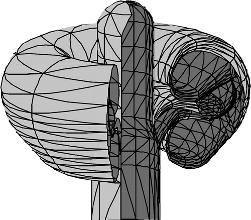 Figure 3. Rotationally symmetric geometry of the guinea pig cochlea from Frijns et al. (Citation1995, Citation1996).