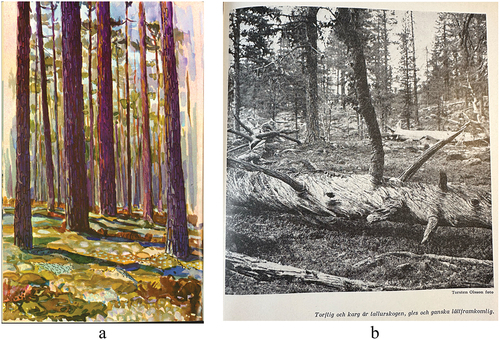 Figure 3. These pictorials exemplify how representations of old forests from the yearbooks were embodied in photographs and illustrations. The illustration by Roland Svensson in Figure 3.a. portrays the old forest in Gotska Sandön National Park and was published in the yearbook of 1966 (Svensson, Citation1966, p. 296). The photograph in Figure 3.b. depicts a dead tree in the old forest of Muddus/Muttos National Park. It was taken by Torsten Olsson and published in the yearbook of 1959 (T. Olsson, Citation1959, p. 253).