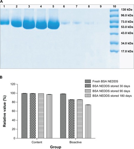 Figure 5 (A and B) Long-term stability results for BSA in the NEDDS. (A) Primary structural integrity changes in BSA in the NEDDS when stored at room temperature for 180 days. Lane 1, BSA aqueous solution; lane 2, BSA NEDDS stored at room temperature for 30 days; lane 3, BSA NEDDS stored at room temperature for 60 days; lane 4, BSA NEDDS stored at room temperature for 90 days; lane 5, BSA NEDDS stored at room temperature for 180 days; lane 6, BSA aqueous solution stored at room temperature for 30 days; lane 7, BSA aqueous solution stored at room temperature for 60 days; lane 8, BSA aqueous solution placed at room temperature for 90 days; lane 9, BSA aqueous solution stored at room temperature for 180 days; lane 10, prestained protein ladder. (B) Relative content and bioactivity of the BSA in the nanoemulsion delivery system stored at room temperature for 180 days.Note: No obvious changes in relative content and bioactivity were observed between the fresh samples and BSA NEDDS stored at room temperature for 30, 90, and 180 days. Abbreviations: BSA, bovine serum albumin; NEDDS, nanoemulsion drug-delivery system.