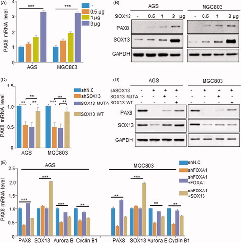 Figure 3. PAX8 expression pattern can be regulated by SOX13 in gastric cancer. (A and B) Relative mRNA and protein expression of PAX8 in SOX13 overexpressed AGS and MGC803cell lines. (C and D) SOX13 can rescue mRNA and protein expression level of PAX8 in AGS and MGC803 cell lines. (E) SOX13 mediated PAX8 targeted genes expression in AGS and MGC803 cell lines.