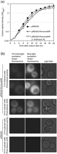 Figure 1. Expression of PercevalHR in S. cerevisiae cells.(a) KMY1005 cells transformed with pRS425-PercevalHR or pRS425 were grown in liquid SD medium, and optical density of the culture was checked as described in the Materials and Methods section. Antimycin A (final concentration of 20 µg/ml) was added into the medium upon culture start. (b) KMY1005 cells transformed with pRS425-PercevalHR or pRS425 were cultured without antimycin A as done in panel A, and observed under the fluorescence microscope.