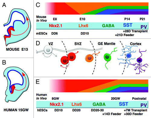 Figure 1. Comparison of mouse and human in vivo and ESC-based in vitro PV and SST interneuron development. Schematic of a coronal hemisection through the embryonic mouse (A) and human (B) forebrain at comparable ages of development, embryonic day 13.5 and 15 gestational weeks (not to scale). Shown in red is the Nkx2.1-expressing medial ganglionic eminence (MGE). The MGE is the progenitor domain for most PV- or SST-expressing cortical interneurons and is well conserved in mammals. Mouse ESC-derived PV- and SST-expressing cells mature at analogous rates, with both makers detectable by approximately 4 wk, either on mouse cortex co-cultures or after transplantation into mouse neonatal cortex (C and D). Conversely human ESC-derived PV- and SST-expressing cells mature very slowly after transplantation, similarly to their in vivo counterparts; however, rapid maturation is facilitated via co-culture with mouse neocortical cells in vitro (D and E). E, embryonic day; DD, differentiation day; GW, gestational weeks; P, days after birth; D, days beyond DD on feeder.
