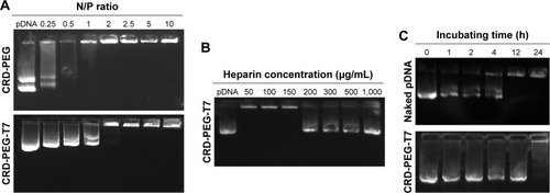 Figure 5 Agarose gel electrophoresis assay.Notes: (A) pGL-3 condensation ability of CRD-PEG and CRD-PEG-T7. (B) Heparin replacement test to evaluate the release of pGL-3 from the CRD-PEG-T7–pGL-3 complex at N/P 15. (C) Serum stability test of CRD-PEG-T7–pGL-3 complex (N/P 15) in 60% FBS at 37°C.Abbreviations: CRD-PEG, conjugates of bifunctional PEG and disulfide cross-linked arginine-aspartic acid peptide; CRD-PEG-T7, disulfide bonds cross-linked arginine-aspartic acid peptide modified with peptide T7.