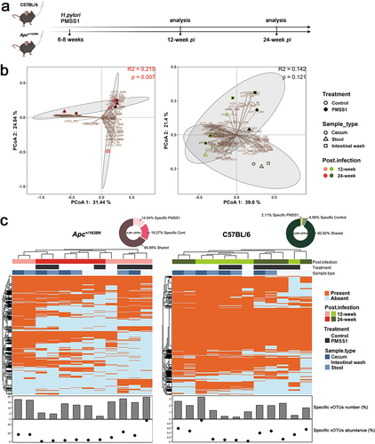 Figure 1. Altered gut virome in Apc+/1638N mice with H. pylori PMSS1 infection. (a) Animal setting in the study. (b) Principal coordinate analysis (PCoA) of Bray-Curtis distance of virome. Each dot represents pooled samples from three to five mice. Treatment groups are indicated respectively. The 95% confidence intervals of the control and H. pylori PMSS1 groups are shaded accordingly. (c) Distribution of shared and specific vOTUs: 4,301, 5,539 detected vOTUs in Apc+/1638N and C57BL/6 mice were assigned into two categories as shared vOTU, specific vOTU (to PMSS1 infection and to control). The proportion of numbers and the relative abundance of specific vOTUs in each sample. The scales on the y-axis are optimized to present the data. One dot/bar represents samples from three to five mice.