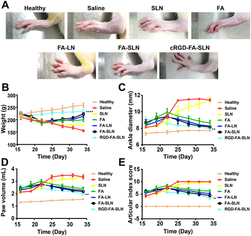 Figure 10 In vivo therapeutic efficacy of cRGD-FA-SLN. (A) Photographs of hind legs collected from rats in different treatment groups on day 34 after arthritis induction. (B–E) Changes in the (B) weight, (C) ankle diameter, (D) paw volume, and (E) articular index score over time. Data are shown as mean ± SD (n = 5). **P < 0.01, ****P < 0.0001 vs saline.