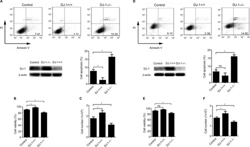 Figure 2 DJ-1 knockdown induced cell apoptosis in colon cancer cells.Notes: DJ-1 stable overexpression and knockdown SW480/HT-29 cells were established and cultured in hypoxia (2% O2, 12 hours). Western blot was used to detect the DJ-1 protein level during hypoxia. (A, D) Apoptosis analysis, (B, E) MTT, and (C, F) cell count experiments were used to analyze the apoptosis, viability, and proliferation of SW480/HT-29-DJ-1+/+, SW480/HT-29-DJ-1–/– and parental SW480/HT-29 cells. Data shown are the mean fold induction ± SD. *P < 0.05. The experiments were repeated three times.Abbreviation: ns, no significant statistical difference.