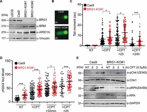 Figure 2. Inactivation of BRG1 impairs the repair of DSBs and the activation of the ATR kinase. (a) Western blot analysis of parental U2OS cells (U2OS) that were transfected with an empty CRISPR/Cas9-containing plasmid (Cas9) or with the CRISPR/Cas9 containing a single guide DNA sequence targeting the exon 3 of the SMARCA4 gene (BRG1-KO) [Citation29]. Cells were selected with puromycin for 7 days after transfection and two single cell clones were isolated by cell sorting. (b) Control U2OS cells (Cas9) and U2OS cells lacking BRG1 (BRG1-KO) were subjected to the comet assay after treatment with camptothecin (+CPT, 1 μM for 1 h) and allowed to repair the damage for the indicated times. Then, cells were lysed, subjected to cell electrophoresis, and their DNA was stained. Representative images of the comets at 2 h after 1 h CPT treatment are shown. (c) Comet tail moment were calculated with ImageJ using the Open comet plug-in at the indicated times after treatment with CPT (1 μM for 1 h). (d) Control U2OS cells (Cas9) and U2OS cells lacking BRG1 (BRG1-KO) were grown in cover slips and treated with CPT (1 μM for 1 h) and allowed to repair their DNA for the indicated times. Cells were fixed at the indicated times and stained with an antibody against γH2AX. γH2AX foci images were acquired and the foci were counted with ImageJ. (e) Control U2OS cells (Cas9) and U2OS cells lacking BRG1 (BRG1-KO) were treated with 0.5 μM CPT for the indicated times, whole cell lysates were prepared, and subjected to SDS-PAGE. The levels of phosphorylated Chk1 (S345) and RPA (S4/8) were monitored with the indicated antibodies. GAPDH is used as a loading control. Representative images are shown. All experiments were done in triplicate and graphs represent averages of three independent experiments ± SD (* p < 0.05, ** p < 0.01, *** p < 0.001 by student t test)