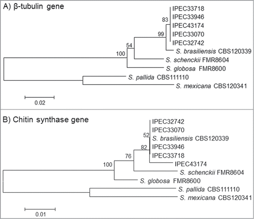 Figure 3. Neighbor-joining phylogram of the partial β-tubulin (A) and Chitin synthase (B) genes obtained for the 5 isolates (IPEC32742, IPEC33070, IPEC33718, IPEC33946, IPEC43174) and S. brasiliensis (CBS120339), S. globosa (FMR8600), S. mexicana (CBS120341), S. pallida (CBS111110) and S. schenckii (FMR8604), reference strains in NCBI public GenBank sequences constructed with MEGA version 4.0.2. Bootstrap values after 1,000 replicates are presented in the branch node.
