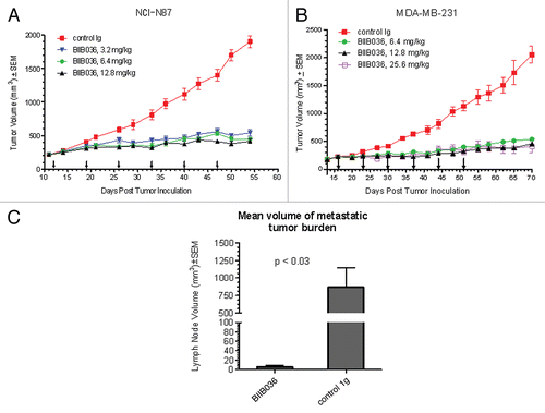 Figure 9 BIIB036 inhibits tumor growth in NCI-N87 gastric and MDA-MB-231 breast tumor xenograft models and reduces lymph node metastases. (A) Efficacy of BIIB036 treatment in NCI-N87 gastric xenograft model is shown. Nude mice implanted with NCI-N87 tumor cells were treated with varying doses of BIIB036 (3.2, 6.4 and 12.8 mg/kg) or human Ig control (12.8 mg/kg) on a weekly basis for 6 weeks starting when the tumors were approximately 250 mm3. Data are mean ± SEM of ten mice per group. Statistically significant robust anti-tumor activity is observed at all doses relative to control Ig over the entire dosing period (p < 0.0001). (B) Efficacy of BIIB036 treatment in MDA-MB-231 breast xenograft model is shown. Nude mice implanted with MDA-MB-231 tumor cells were treated with varying doses of BIIB036 (6.4, 12.8 and 25.6 mg/kg) or human Ig control (25.6 mg/kg) on a weekly basis for 6 weeks starting when the tumors were approximately 250 mm3. Robust anti-tumor activity compared to the control is observed at all doses (p value < 0.000001 for all BIIB036 groups relative to control group at day 58, one week following the final dose). For all dose groups, statistically significant anti-tumor efficacy was maintained through the entire dosing period and beyond (p < 0.0001 compared to control from days 16 to 70). (C) Metastatic tumor burden in the lymph nodes is shown. Each bar represents the mean combined volume of right and left axillary lymph nodes. A dramatic reduction in metastatic volume is observed in BIIB036-treated mice compared with mice treated with human Ig control (p < 0.03, t-test).