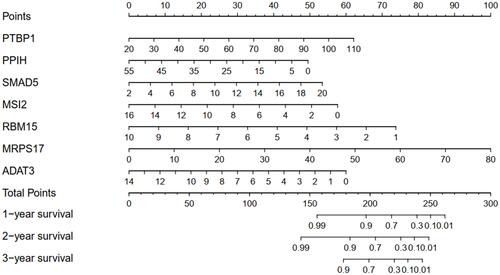 Figure 6 Nomogram for predicting 1, 2, and 3 year OS of STAD patients in the TCGA training cohort.